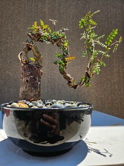 Old Operculicarya Decaryi Bonsai Tree
