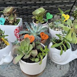 Cute Succulents 