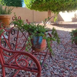 Succulent Succulent, Cacti, Garden Plants