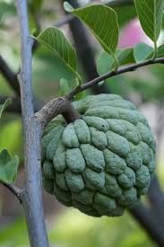 Grafted Sugar Apple Trees 😃🌿🌿🌿