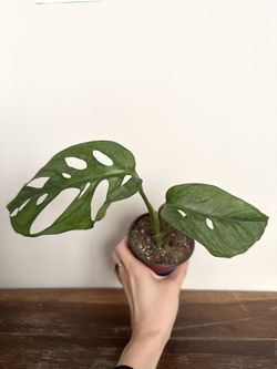 Swiss cheese plant, Monstera adasonii houseplant 🧀 🪴