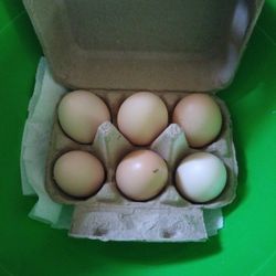 Fresh Eggs 🥚🥚. 