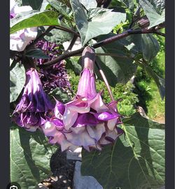 Datura metel