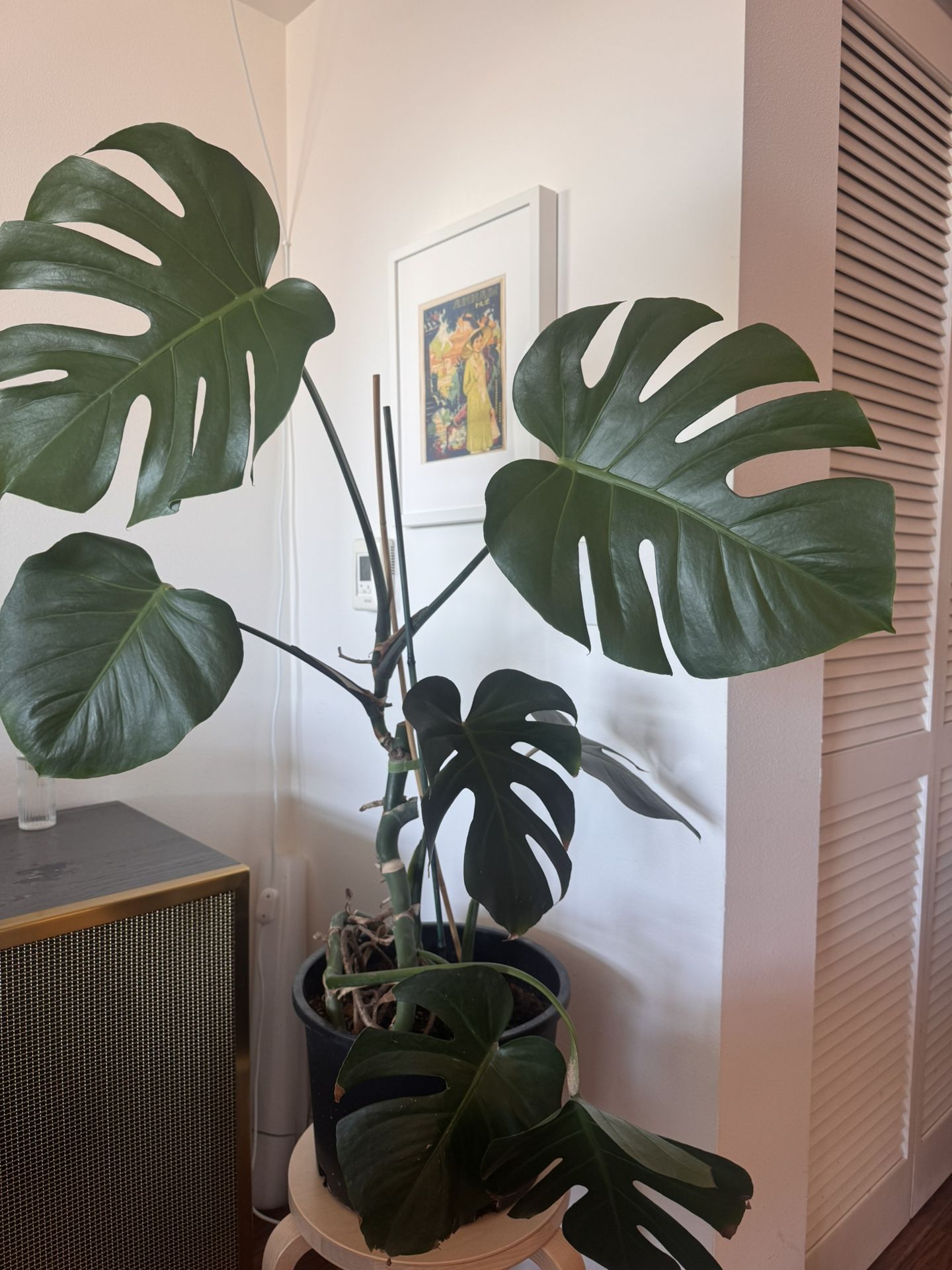 Gorgeous Monstera Plant
