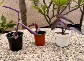 Purple Heart Succulent plant (Tradescantia pallida)$3 Each