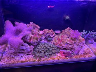 Lifeguard aquatics 10 gallon tank and optional accessories