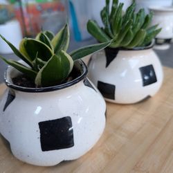 3 1/2" Tall Decorative Ceramic Planters With Succulent 
