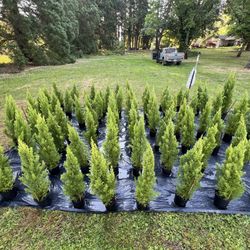 Lemon Cypress, Hinoki Slender, Emerald Green Arborvitae, Banana Tree, Blueberry 