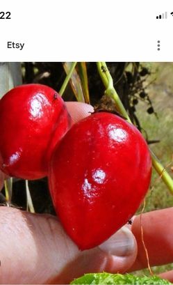 Rare Red Passion Fruit Plant