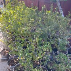 Pomegranate Tree For Sale