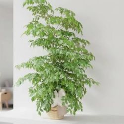 ♥️Gorgeous China Doll Plant 👉PLS READ DESCRIPTION♥️ 