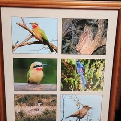 Real Birds Photographs With Frame