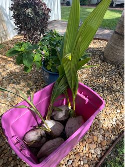 COCONUT PALM TREE SEEDLINGS