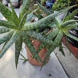 5 Gallon Aloe Vera Plant 