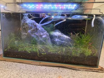 5 gallon aquarium with everything