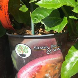 Passion Fruit Plant 1 Gallon Fully Rooted Passion Vine 