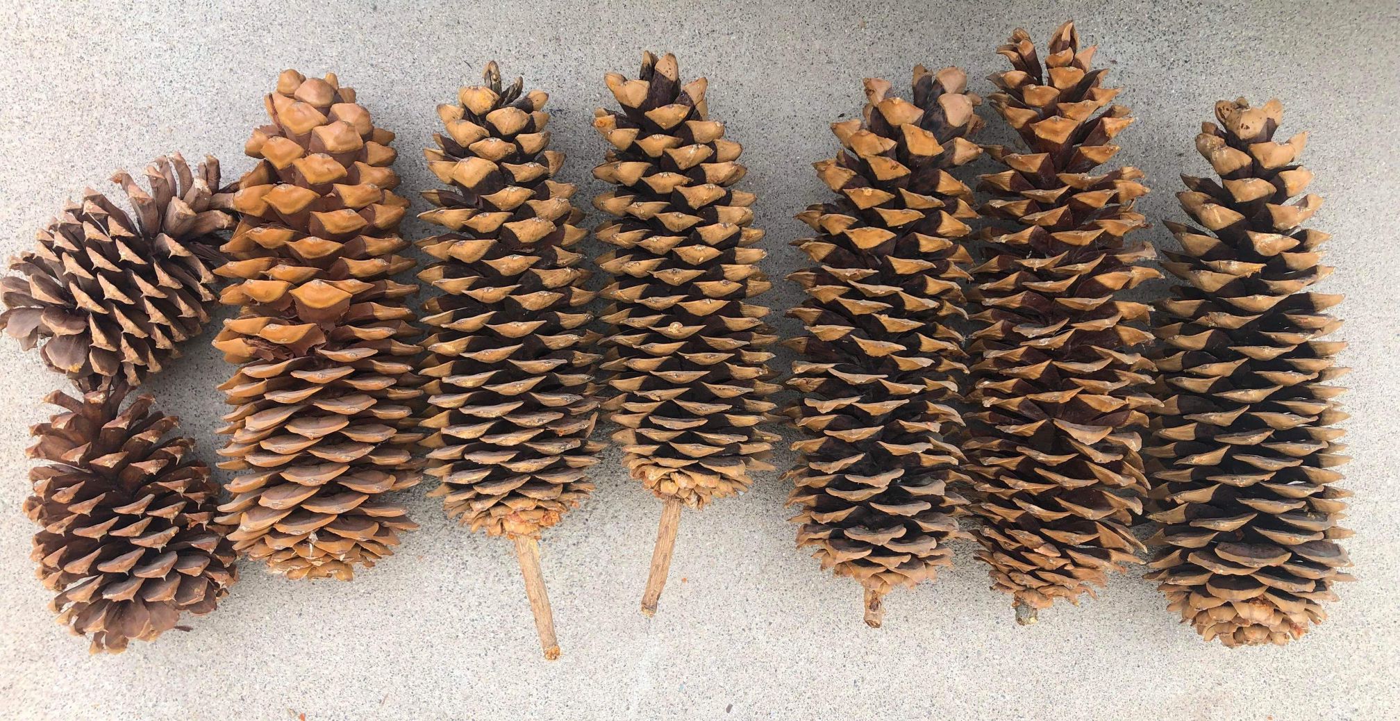 Sugar Pine Cones