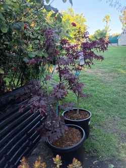 2 Japanese maples