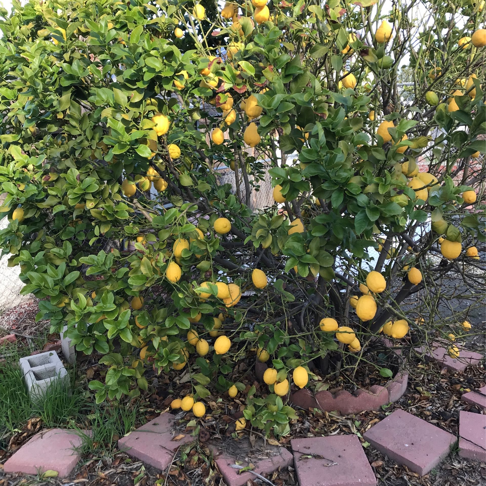 LEMONS FOR SALE” for Sale in Hemet, CA OfferUp
