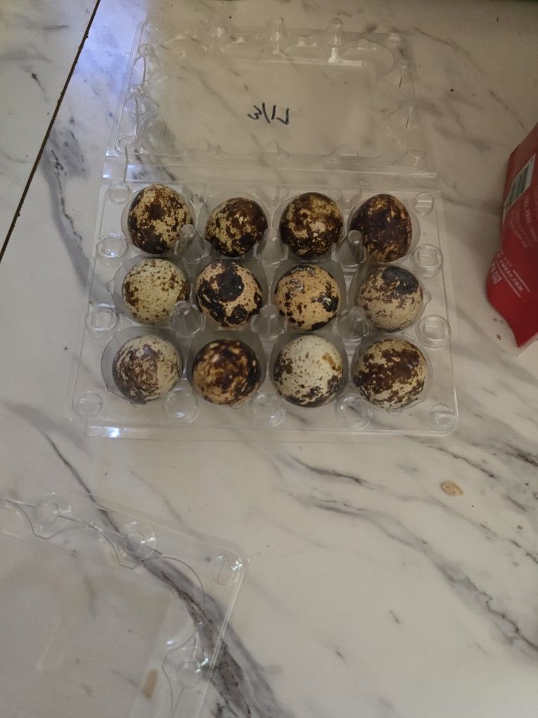 Quail Eggs