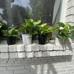 Homegrown Pothos Plants For Sale 