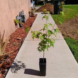 Japanese Maple Tree / Green Leaves /  2 FT