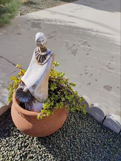 Plant in planter