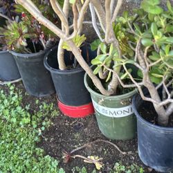 Come And Your Cutting For Land Scape 50 Cents And Up Beautiful Plants