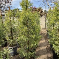 Fern Pine Privacy Hedge