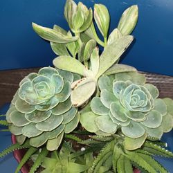 Succulents Arrangement 