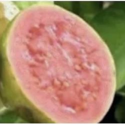Pink Guava Trees Almost 3 Feet From The Ground Above $30 Each Price Firm 