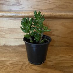 Shrek Ogre Ears Succulent Crassula Obolata Indoor Plant