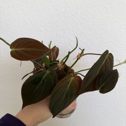 Philodendron Micans – Healthy Rooted Cuttings