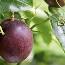 Passion Fruit Vine Seedling Plant 1 Gallon