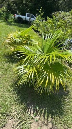 Chinese Fan Palms 