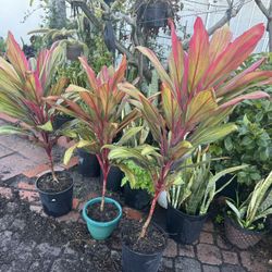 Cordyline Hawaiian Rainbow
