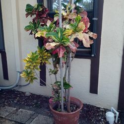 Large Croton Plant In Clay Pot