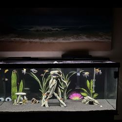 75 Gallon Fish Tank With Everything You Need