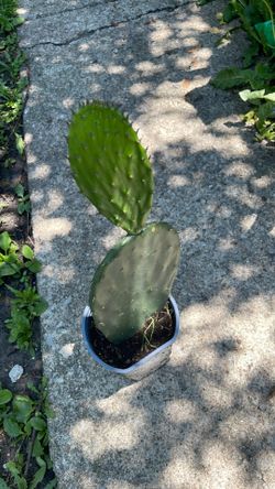 Planta De Nopal