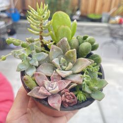 Mixed Succulents In pot To Trade 