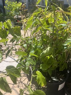 Mulberry’ Persian