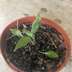 Peace Lily, small