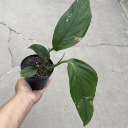 4” Rare Monstera Pinnatipartita 