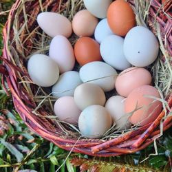 Fertile Eggs