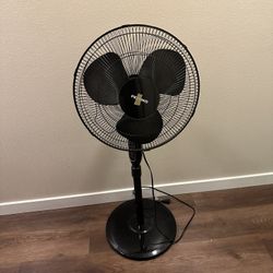 Fan