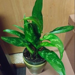 Aglaonema house plants$10-$12 Each pot