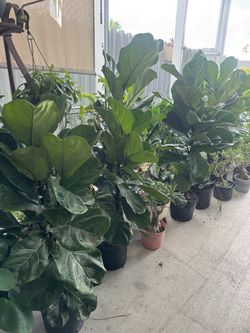 Ficus Lirata