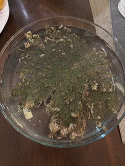 Rose of Jericho/Resurrection