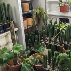 San Pedro Cactus for Sale 