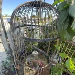 Bird Cage